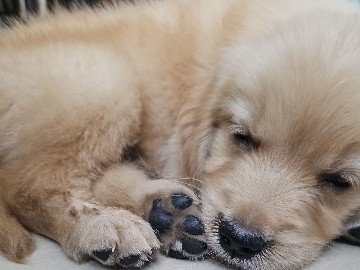 Golden Retriever - lab male 40 days available for adoption in Gurugram