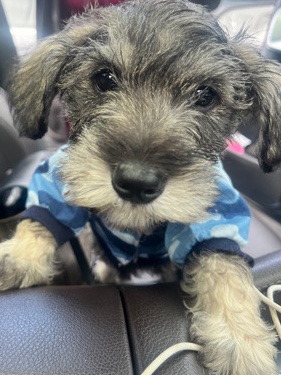 Miniature Schnauzer – 9 weeks old puppies 🐶