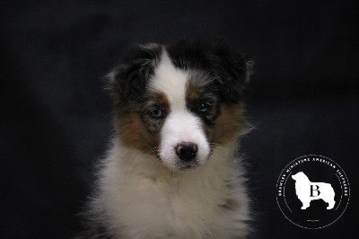 Miniature American Shepherd – Brawley Miniature American Shepherds – Erie