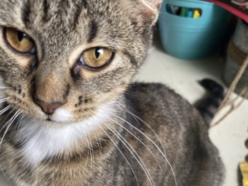 Ozzie The Tabby – Xenia