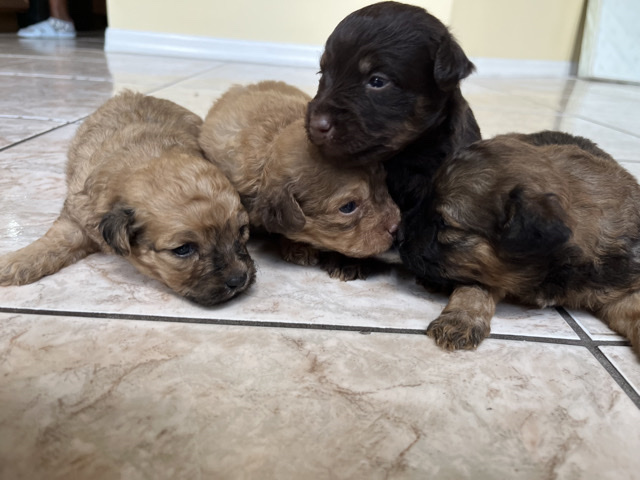 Maltipoo – MALTIPOO BOYS FOR SALE – Kissimmee