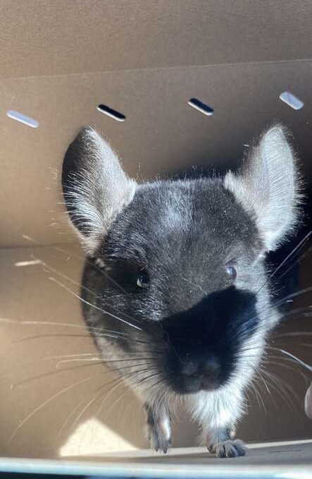 chinchilla – Chinchilla 6 months old