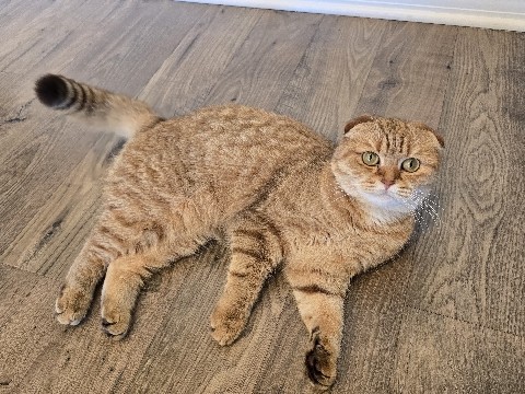 Scottish Fold – Scottish Fold, Spayed, All Shots, Papers – Sarasota