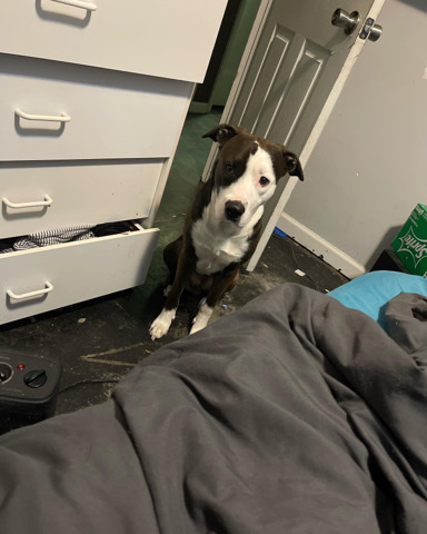 Border Collie – dog for sell