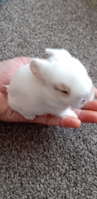 Lionhead – Dutch Lionhead Mix Bunnies