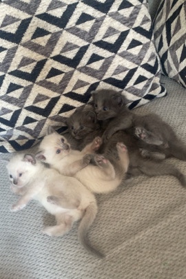 Pure Russian Blues and White Russian blues kittens ready soon!