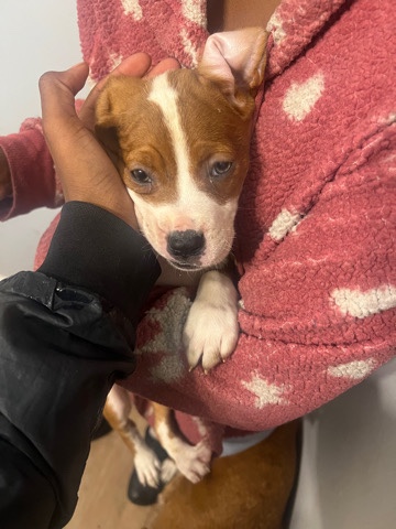 l’m selling some puppies
