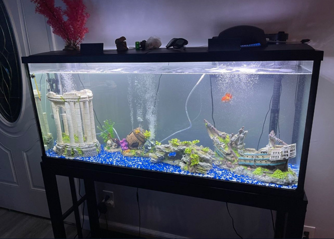 55 gallon fish tank