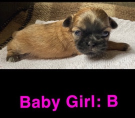 Shih Tzu – CKC Imperial Shihtzus