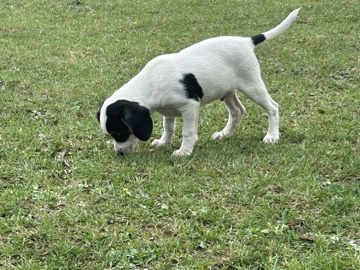 1 jackrussel X King Charles 