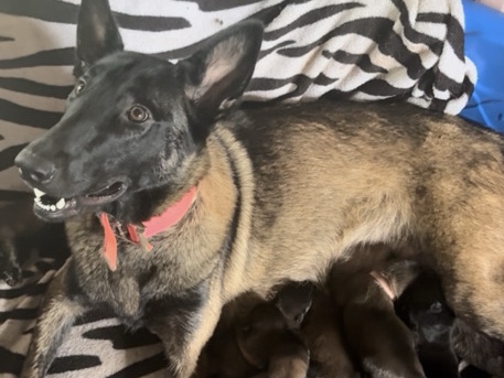 Belgian Shepherd Dog (Malinois) – Malinois puppies. – Hockley