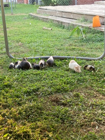 guinea pig – Baby and Grown Ups