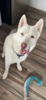 Siberian Husky – Siberian husky needs a good home