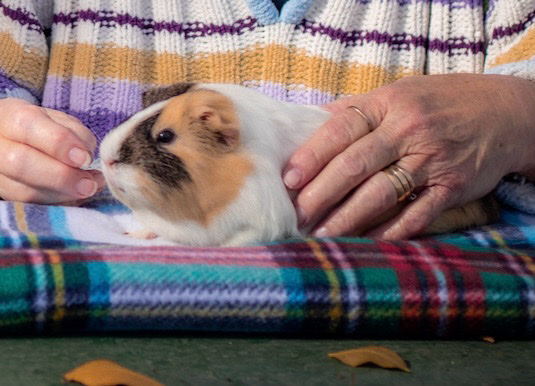 guinea pig – New forever home