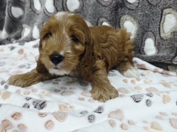 Cockapoo – COCKAPOO FOR ADOPTIO – Digdaga