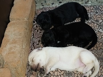 Labrador Retriever – labrador retriever puppy for sale – Thoothukudi