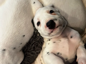 Dalmatian – Pooh – Las Vegas