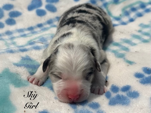 Australian Shepherd – Girl (Border Collie X Aussie) – Oklahoma City