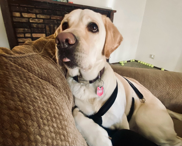 Labrador Retriever – White Labrador to Furever Home