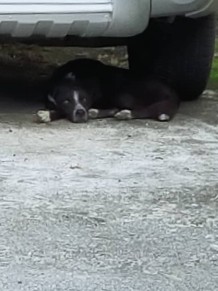 French Bulldog – Abandoned Sweet Dog