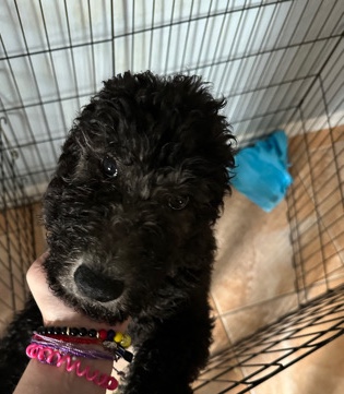Poodle – Black Male Standard Poodles