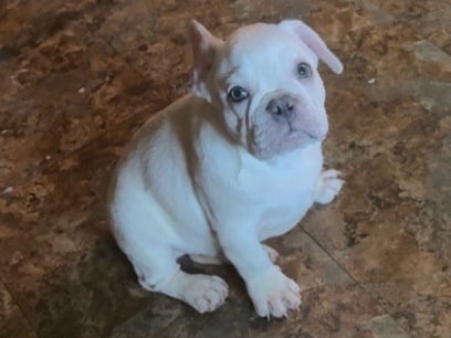French Bulldog – Sweet Male French Bulldog Puppy – Calm, Cuddly & Full of Character – Philadelphia