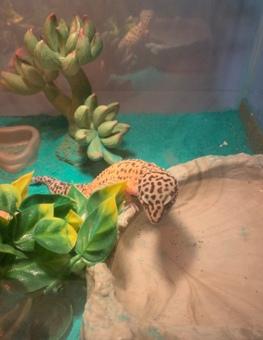 Any – leopard gecko for sale