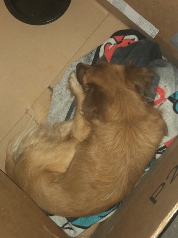 mixed Tibetan spaniel