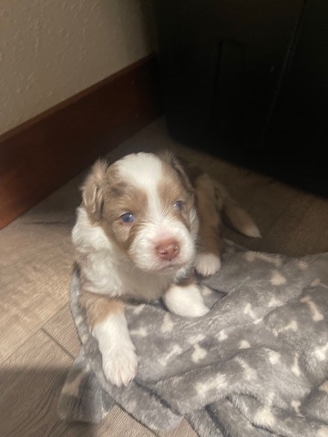 MARV mini/toy aussie