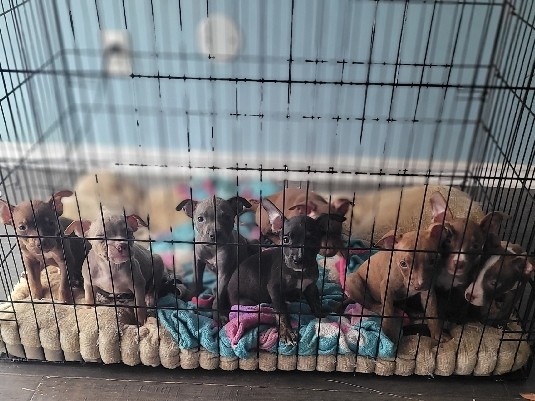 Stafford Terriers For Sell