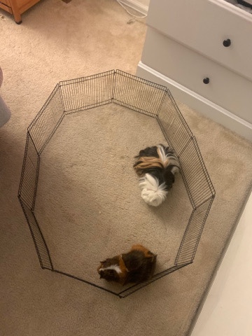 Any – Guinea pigs