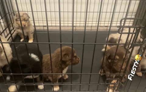 Australian Shepherd – Full Bred Aussies