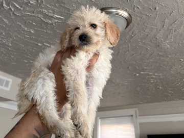 Goldendoodle – Golden Doodle Puppy – Chicago