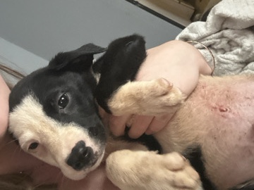 selling puppies – Worthington