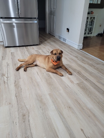 Sharpei/Lab