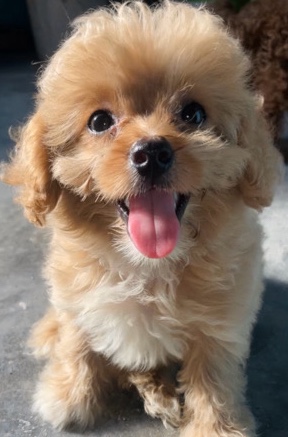 Maltese – maltepoo female
