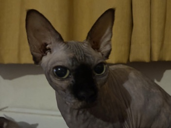 Sphynx - 2 sphynx cats available for adoption in Kettering