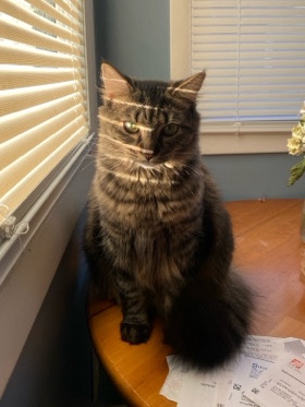 Maine Coon – Mainecoon Mix