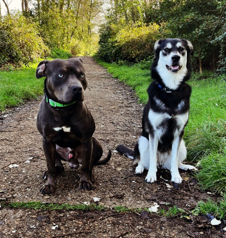 Siberian Husky – husky cross puppies