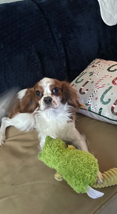 King Charles cavalier spaniel