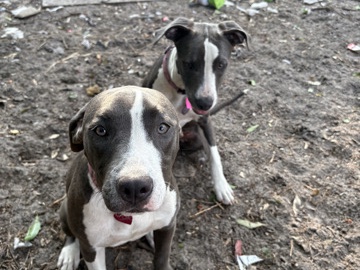 American Pit Bull Terrier – Twin Pitbull pups females – Winter Haven