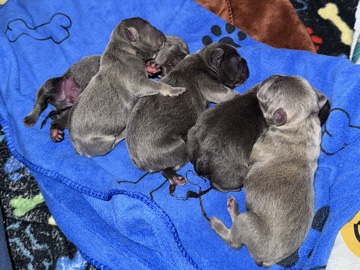 French Bulldog – FRENCH BULLDOG PUPPIES – Pittsburgh
