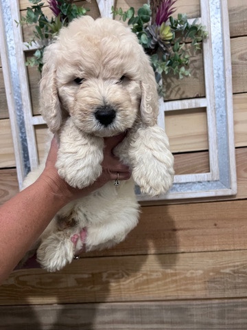 Goldendoodle puppies