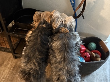 Image of Yorkshire Terrier