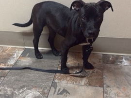 Labrador Retriever – Rehoming Fostered Puppy! – Milton