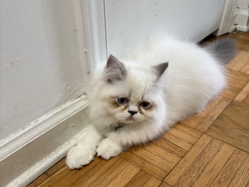 Persian (Modern) – Whitey, persian kitten – Stone Mountain