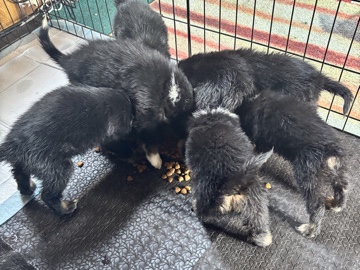 Australian Shepherd – Australian shepherd Battle Creek, mi puppies! – Detroit