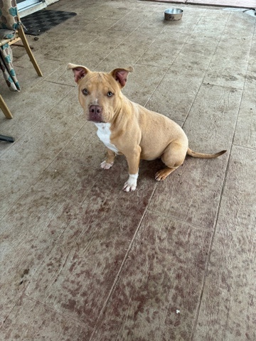 American bully