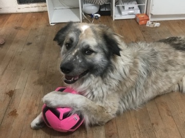 Oso Friendly 5-Year-Old Boy Looking for a Ranch or Active Home