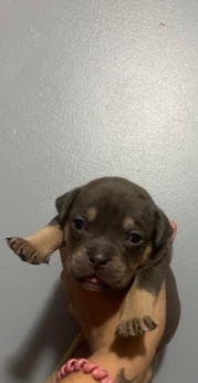 American Bully puppies ABKC CHAMPION LINE